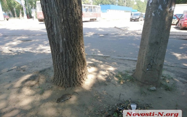 Жители Николаева в шоке от трупов огромных крыс возле рынка «Колос» Фото № 2 Жители Николаева в шоке от трупов огромных крыс возле рынка «Колос» Фото № 2