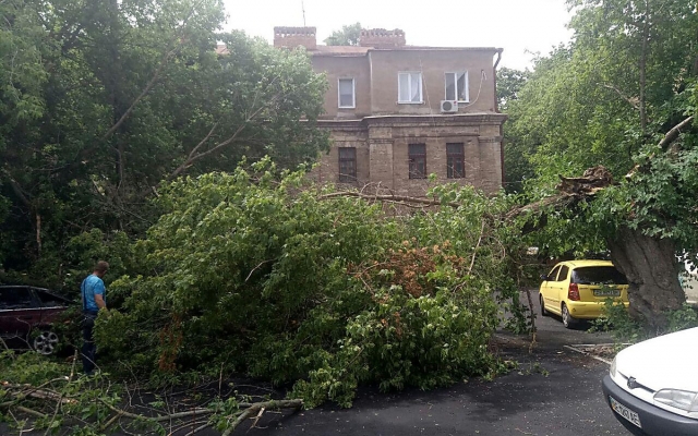 На Декабристов дерево упало на припаркованный возле дома автомобиль Фото № 4 На Декабристов дерево упало на припаркованный возле дома автомобиль Фото № 4