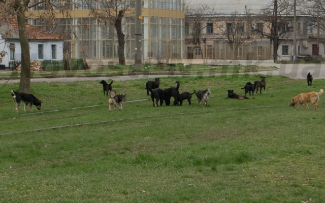 В Николаеве бродячие собаки продолжают нападать на людей Фото № 2 В Николаеве бродячие собаки продолжают нападать на людей Фото № 2