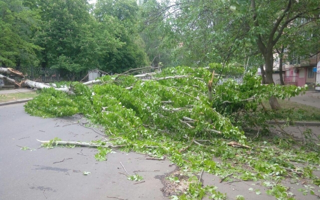 На Театральной из-за сильного ветра упало дерево, перегородило проезжую часть и повредило линию электропередач Фото № 2 На Театральной из-за сильного ветра упало дерево, перегородило проезжую часть и повредило линию электропередач Фото № 2