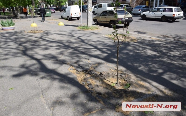 Жители Николаева жалуются на невозможность дышать, в центре города засыпает пух с платанов Фото № 8 Жители Николаева жалуются на невозможность дышать, в центре города засыпает пух с платанов Фото № 8