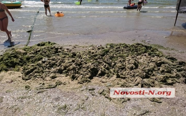 Пляж в Коблево густо укрыт водорослями с медузами и кучей мусора Фото № 7 Пляж в Коблево густо укрыт водорослями с медузами и кучей мусора Фото № 7