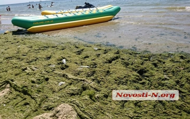 Пляж в Коблево густо укрыт водорослями с медузами и кучей мусора Фото № 8 Пляж в Коблево густо укрыт водорослями с медузами и кучей мусора Фото № 8