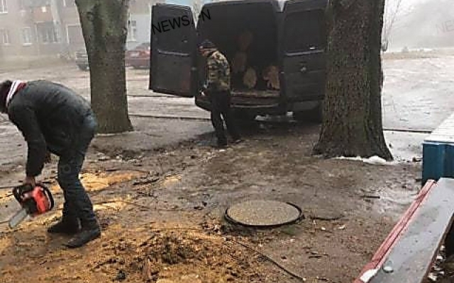 На Карпенко во дворе жилого дома неизвестные без разрешительных документов спилили живую акацию Фото № 8 На Карпенко во дворе жилого дома неизвестные без разрешительных документов спилили живую акацию Фото № 8