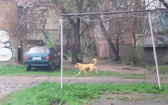 На Космонавтов стая бездомных собак напала на 20-летнюю девушку Фото № 3 На Космонавтов стая бездомных собак напала на 20-летнюю девушку Фото № 3