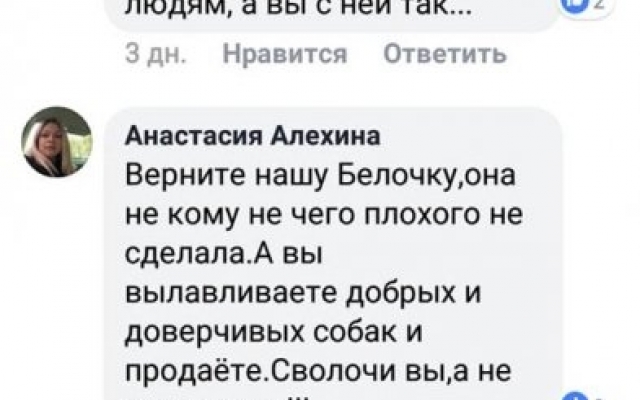 Николаевские зоозащитники зверским образом отлавливают и стерилизуют бездомных собак Фото № 11 Николаевские зоозащитники зверским образом отлавливают и стерилизуют бездомных собак Фото № 11