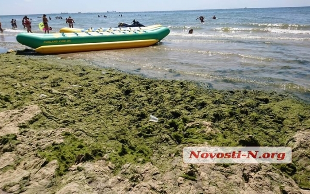 Пляж в Коблево густо укрыт водорослями с медузами и кучей мусора Фото № 0 Пляж в Коблево густо укрыт водорослями с медузами и кучей мусора Фото № 0