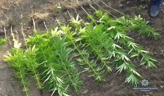 В Еланецком районе у двух местных жителей изъяли 259 куста конопли и более 300 г каннабиса Фото № 0 В Еланецком районе у двух местных жителей изъяли 259 куста конопли и более 300 г каннабиса Фото № 0
