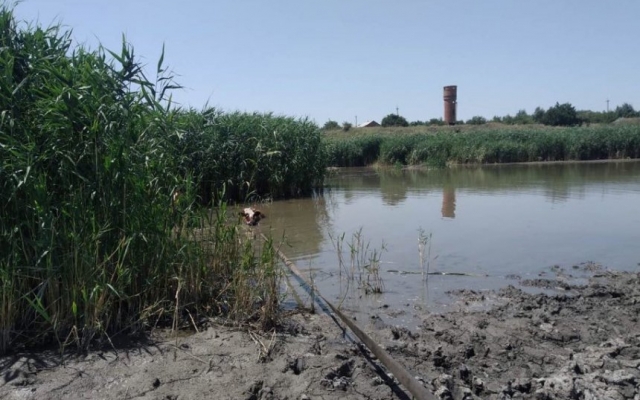 Во Врадиевском районе спасатели вытащили из реки корову, застрявшую в иле Фото № 1 Во Врадиевском районе спасатели вытащили из реки корову, застрявшую в иле Фото № 1