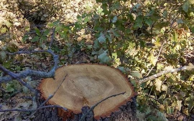В Марьевском лесу неизвестные незаконно вырубили десятки дубов Фото № 3 В Марьевском лесу неизвестные незаконно вырубили десятки дубов Фото № 3