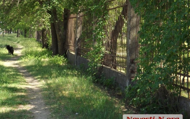 Кто виноват в смерти альпака: в Николаевский зоопарк бродячие собаки проникают через дыры в заборе, прорехи латают шифером Фото № 10 Кто виноват в смерти альпака: в Николаевский зоопарк бродячие собаки проникают через дыры в заборе, прорехи латают шифером Фото № 10