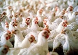 Ряд стран отказались от украинской курятины: птичий грипп на Николаевщине Фото № 0 Ряд стран отказались от украинской курятины: птичий грипп на Николаевщине Фото № 0