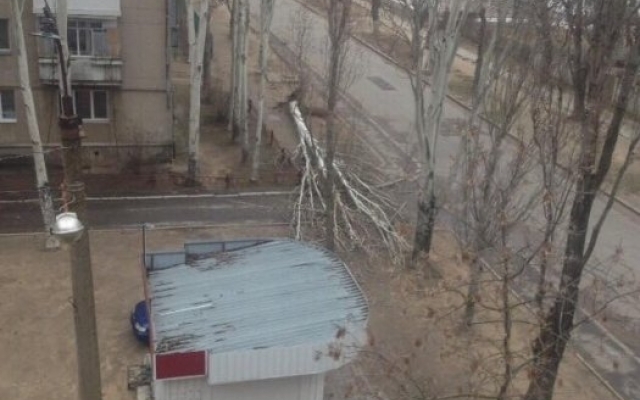 По улицам Николаева сегодня опасно перемещаться: сильный ветер валит деревья, гнет биллборды Фото № 3 По улицам Николаева сегодня опасно перемещаться: сильный ветер валит деревья, гнет биллборды Фото № 3