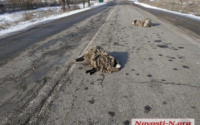 На трассе «Николаев-Доманевка-Березки» автомобиль на большой скорости врезался в отару овец: есть пострадавшие, погибли животные Фото № 4 На трассе «Николаев-Доманевка-Березки» автомобиль на большой скорости врезался в отару овец: есть пострадавшие, погибли животные Фото № 4