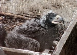 В Николаевском зоопарке появился на свет птенец исчезающего вида Фото № 0 В Николаевском зоопарке появился на свет птенец исчезающего вида Фото № 0