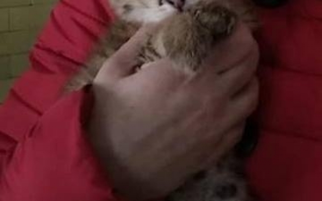 Сегодня Николаевский зоопарк можно посетить совершенно бесплатно Фото № 4 Сегодня Николаевский зоопарк можно посетить совершенно бесплатно Фото № 4