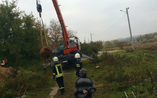 Пришли на помощь: спасатели помогли вытащить из глубокой ямы корову Фото № 3 Пришли на помощь: спасатели помогли вытащить из глубокой ямы корову Фото № 3