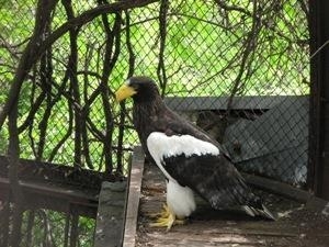 В Николаевском зоопарке появился на свет птенец исчезающего вида Фото № 1 В Николаевском зоопарке появился на свет птенец исчезающего вида Фото № 1