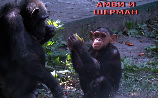 День шимпанзе сегодня отмечают в Николаевском зоопарке Фото № 0 День шимпанзе сегодня отмечают в Николаевском зоопарке Фото № 0