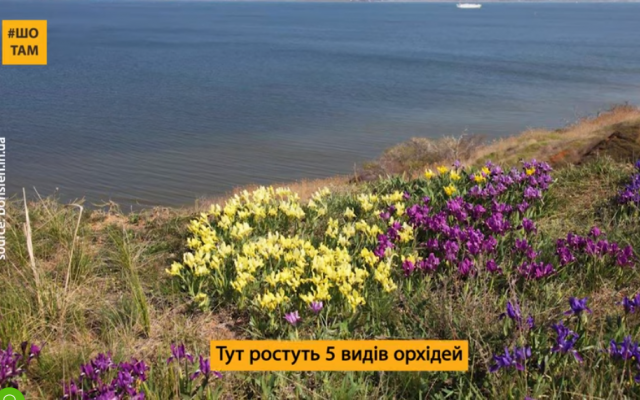 Более 60 га – Кинбурн удивляет самым большим в Европе полем диких орхидей (ВИДЕО) Фото № 0 Более 60 га – Кинбурн удивляет самым большим в Европе полем диких орхидей (ВИДЕО) Фото № 0