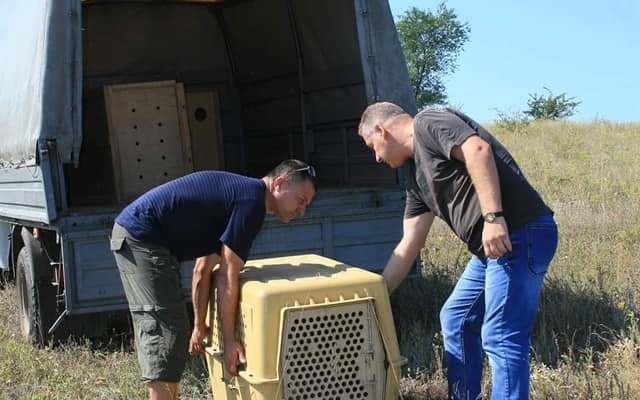 Николаевский зоопарк выпустил в природу семь белых аистов Фото № 5 Николаевский зоопарк выпустил в природу семь белых аистов Фото № 5