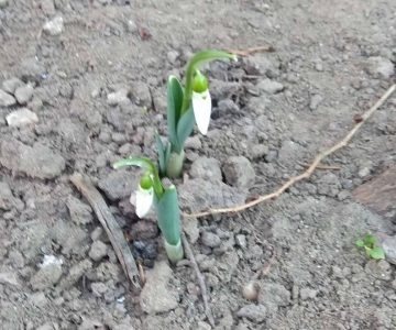 Под Николаевом расцвели подснежники Фото № 0 Под Николаевом расцвели подснежники Фото № 0