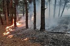 В Николаеве подожгли Матвеевский лес Фото № 0 В Николаеве подожгли Матвеевский лес Фото № 0