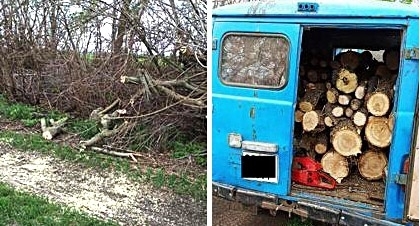 Спилили под корень – «черные лесорубы» на Николаевщине продолжают уничтожать лесополосы Фото № 0 Спилили под корень – «черные лесорубы» на Николаевщине продолжают уничтожать лесополосы Фото № 0