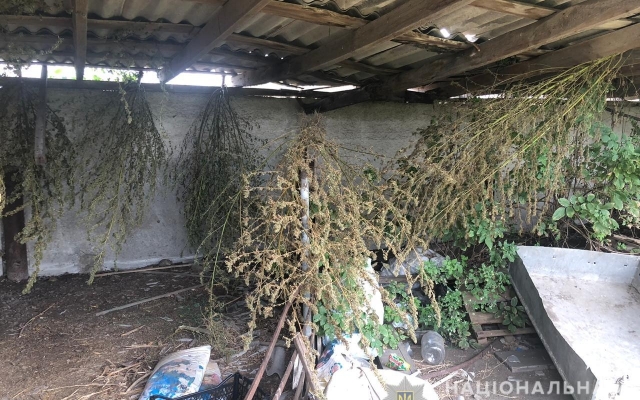 В Вознесенском районе правоохранители изъяли 110 кустов конопли и более 6 кг каннабиса Фото № 4 В Вознесенском районе правоохранители изъяли 110 кустов конопли и более 6 кг каннабиса Фото № 4