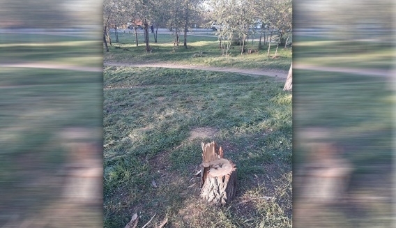 Браконьеры спилили акации в парке на улице Троицкой Фото № 2 Браконьеры спилили акации в парке на улице Троицкой Фото № 2