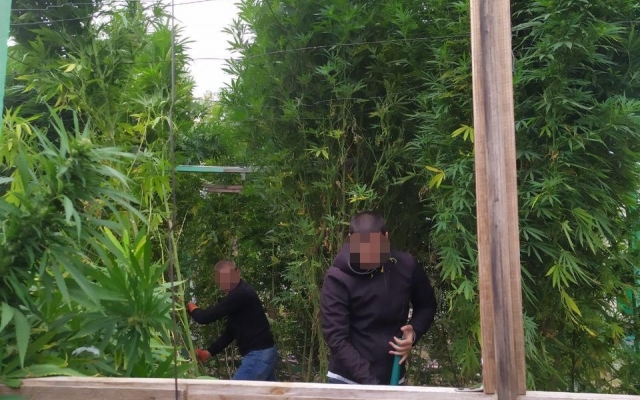 В Вознесенском районе правоохранители изъяли 110 кустов конопли и более 6 кг каннабиса Фото № 5 В Вознесенском районе правоохранители изъяли 110 кустов конопли и более 6 кг каннабиса Фото № 5