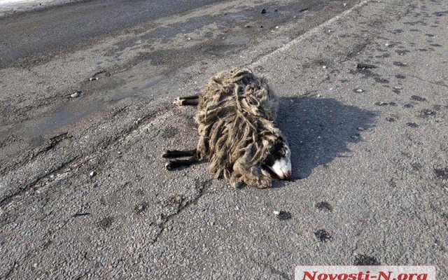 На трассе «Николаев-Доманевка-Березки» автомобиль на большой скорости врезался в отару овец: есть пострадавшие, погибли животные Фото № 9 На трассе «Николаев-Доманевка-Березки» автомобиль на большой скорости врезался в отару овец: есть пострадавшие, погибли животные Фото № 9