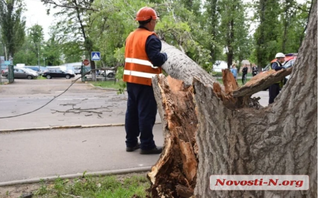 По одной из улиц Николаева перекрыто движение – упал тополь Фото № 2 По одной из улиц Николаева перекрыто движение – упал тополь Фото № 2