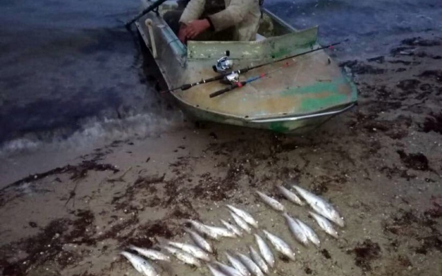 На Бугском лимане задержан браконьер с краснокнижной рыбой Фото № 1 На Бугском лимане задержан браконьер с краснокнижной рыбой Фото № 1