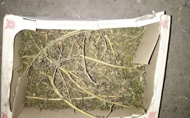 Более одного килограмма конопли обнаружили у жителя Новобугского района Фото № 2 Более одного килограмма конопли обнаружили у жителя Новобугского района Фото № 2