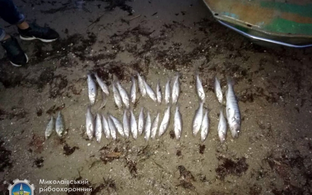 На Бугском лимане задержан браконьер с краснокнижной рыбой Фото № 3 На Бугском лимане задержан браконьер с краснокнижной рыбой Фото № 3