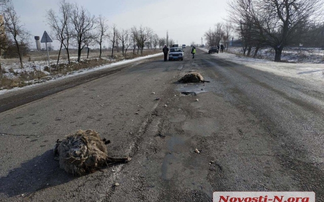 На трассе «Николаев-Доманевка-Березки» автомобиль на большой скорости врезался в отару овец: есть пострадавшие, погибли животные Фото № 0 На трассе «Николаев-Доманевка-Березки» автомобиль на большой скорости врезался в отару овец: есть пострадавшие, погибли животные Фото № 0