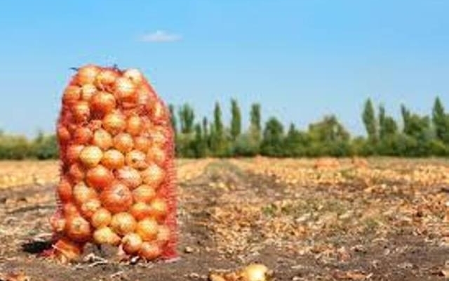 В Снигиревской районе школьники вместо занятий работали в поле без трудовых договоров и без оплаты труда Фото № 0 В Снигиревской районе школьники вместо занятий работали в поле без трудовых договоров и без оплаты труда Фото № 0