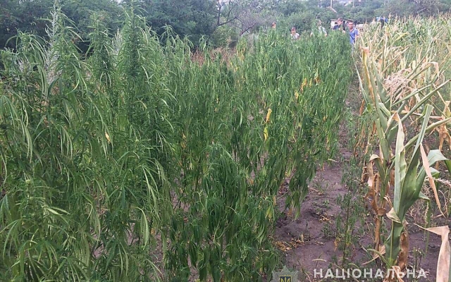 В Доманевском районе у местного жителя нашли 70 кустов конопли Фото № 0 В Доманевском районе у местного жителя нашли 70 кустов конопли Фото № 0