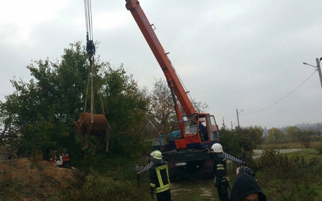 Пришли на помощь: спасатели помогли вытащить из глубокой ямы корову Фото № 5 Пришли на помощь: спасатели помогли вытащить из глубокой ямы корову Фото № 5