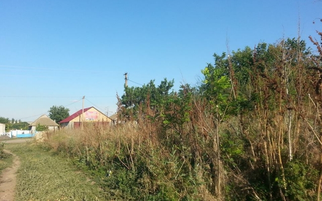 Село в Николаевской области заросло бурьяном так, что домов не видно Фото № 1 Село в Николаевской области заросло бурьяном так, что домов не видно Фото № 1
