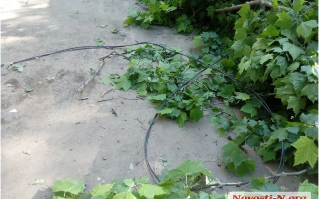 Два помятых авто и оборванный провод – во дворе николаевской многоэтажки рухнул платан Фото № 1 Два помятых авто и оборванный провод – во дворе николаевской многоэтажки рухнул платан Фото № 1