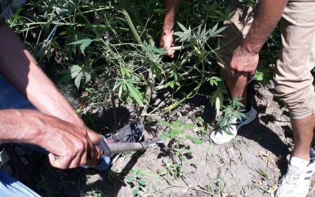 В Новоодесском районе обнаружили и уничтожили незаконные посевы конопли Фото № 0 В Новоодесском районе обнаружили и уничтожили незаконные посевы конопли Фото № 0