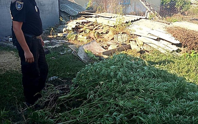 В Николаевской области полиция обнаружила более 300 кустов конопли Фото № 1 В Николаевской области полиция обнаружила более 300 кустов конопли Фото № 1