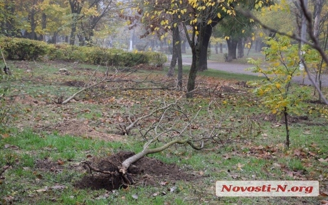 В парке Николаева высаживают катальпы и сакуры Фото № 3 В парке Николаева высаживают катальпы и сакуры Фото № 3