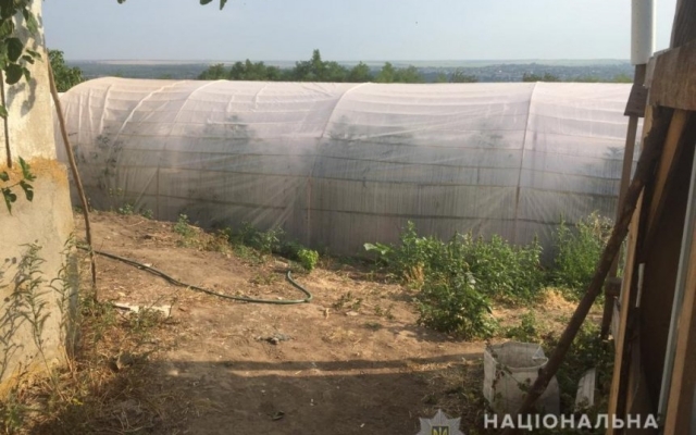 В Вознесенском районе в заброшенном доме обнаружили плантацию конопли Фото № 0 В Вознесенском районе в заброшенном доме обнаружили плантацию конопли Фото № 0