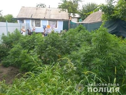 В Вознесенском районе мужчина вырастил 25 кустов конопли и насушил 2 кг наркотического зелья Фото № 0 В Вознесенском районе мужчина вырастил 25 кустов конопли и насушил 2 кг наркотического зелья Фото № 0