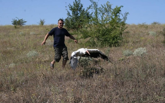 Николаевский зоопарк выпустил в природу семь белых аистов Фото № 4 Николаевский зоопарк выпустил в природу семь белых аистов Фото № 4