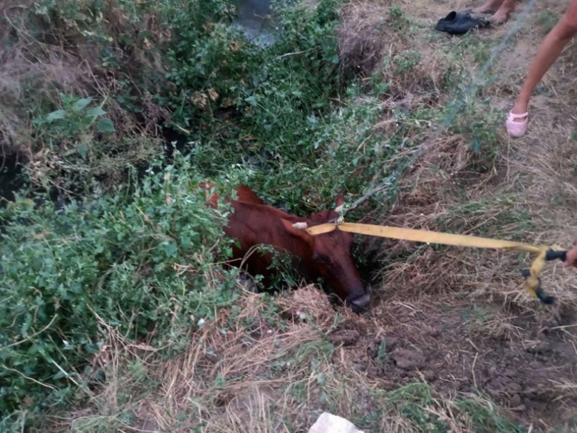 На Николаевщине корова упала в колодец, - помогли спасатели Фото № 0 На Николаевщине корова упала в колодец, - помогли спасатели Фото № 0