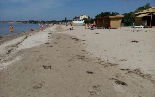 Курильщики загаживают пляжи Рыбаковки и доставляют дискомфорт окружающим дымом Фото № 2 Курильщики загаживают пляжи Рыбаковки и доставляют дискомфорт окружающим дымом Фото № 2
